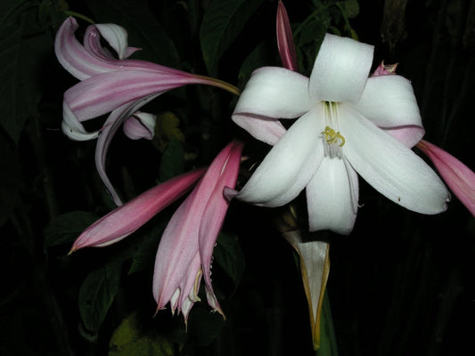 Crinum Lily Mexican Small-size Bulb New - Flower Seeds
