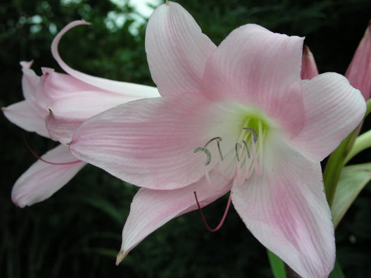 Crinum Lily Acclaimed – Fragrant Flower Seeds for Planting
