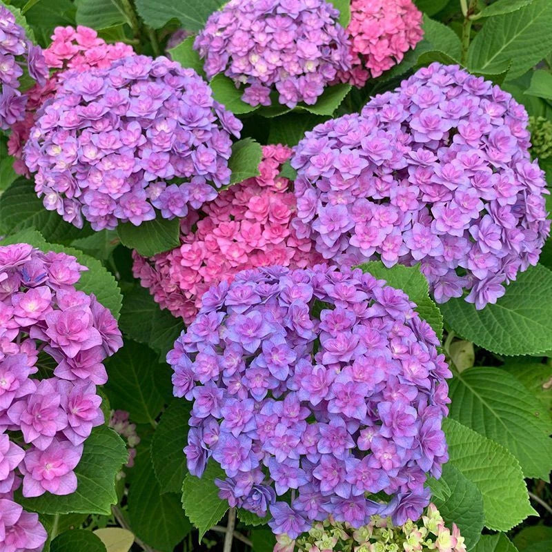Hydrangea Perennial Garden Flower Bush Seeds