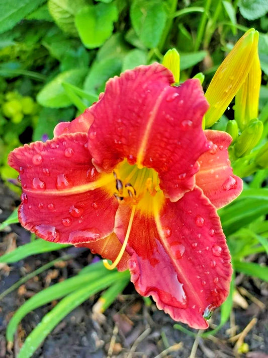 Nature Boy Daylily Hemerocallis Hardy Perennial Flower Seeds