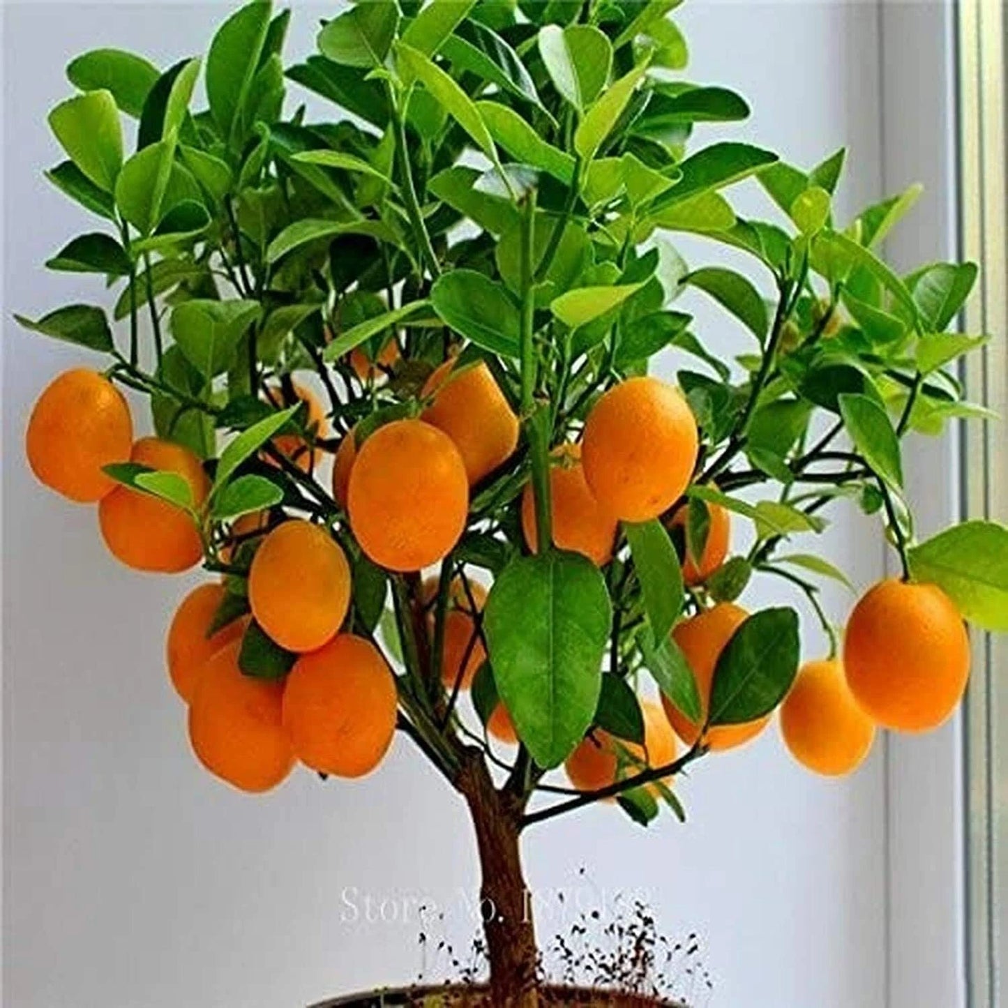 Dwarf Orange Bonsai Tree Seeds - Seeds