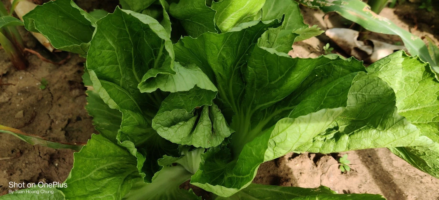Chinese Mustard Green Cải Tiều Xại – Vegetable Garden Seeds