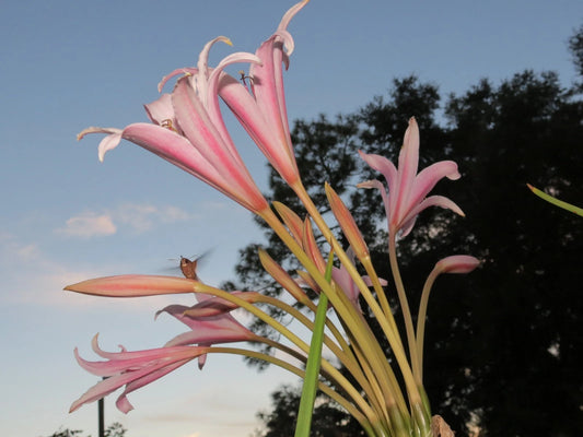 Crinum Lily Eboraci Twelve Apostles Jumbo Blooming-size Bulb New -
