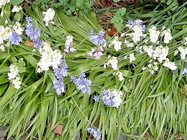Wood Hyacinth Spanish Bluebell Colorful Perennial Flower Seeds