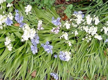 Wood Hyacinth Spanish Bluebell Colorful Perennial Flower Seeds