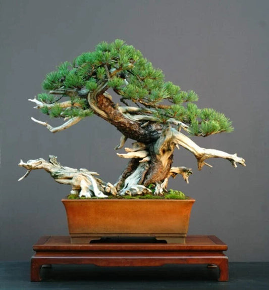 Dwarf Mugo Pine Bonsai Tree Seeds To Grow Pinus Mugo Pumilio Image