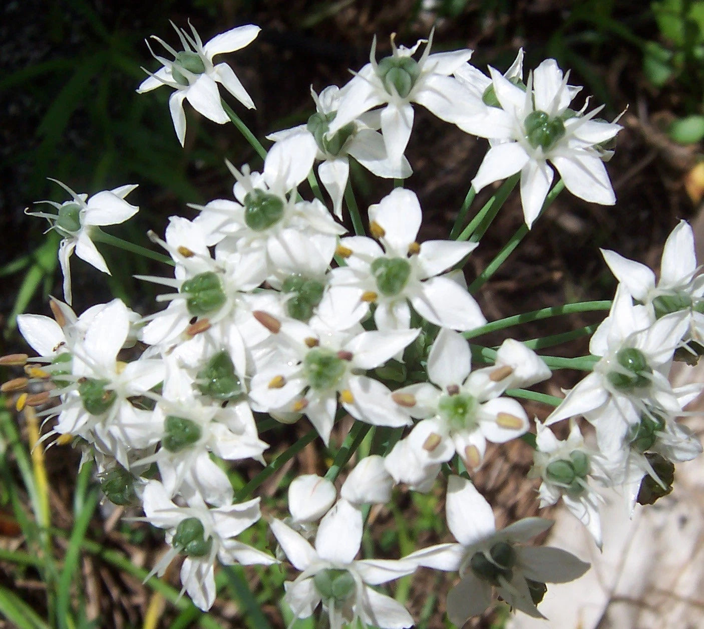 Garlic Chive Herb – Garden Herb Seeds for Planting