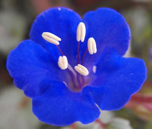 California Bluebell Phacelia Campanularia Bulk – Flower Seeds – Product Image