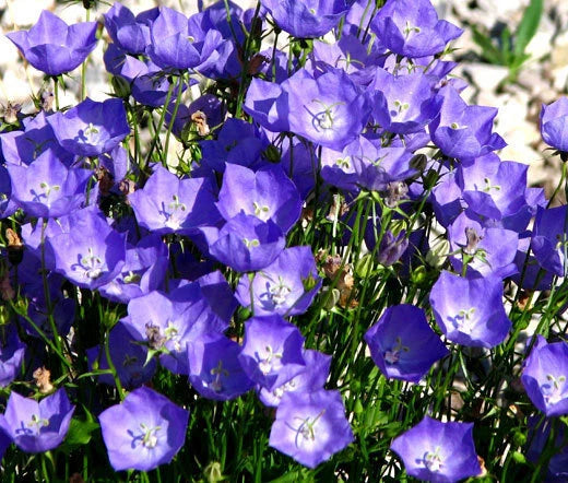 Bellflower Tussock Blue Campanula Carpatica – Compact Garden Flower Seeds