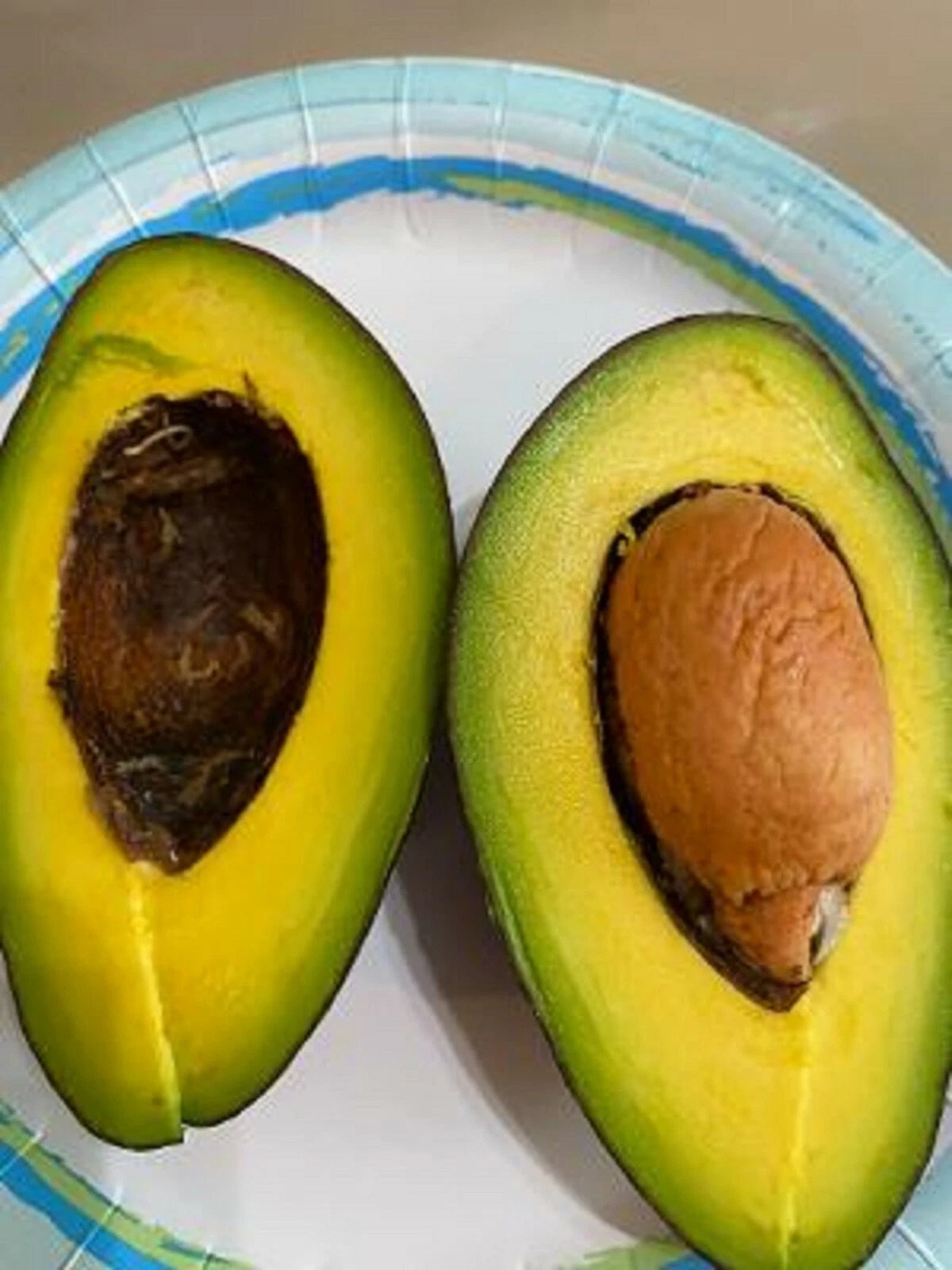 Blas Avocado – Black Avocado Fruit Tree Seeds