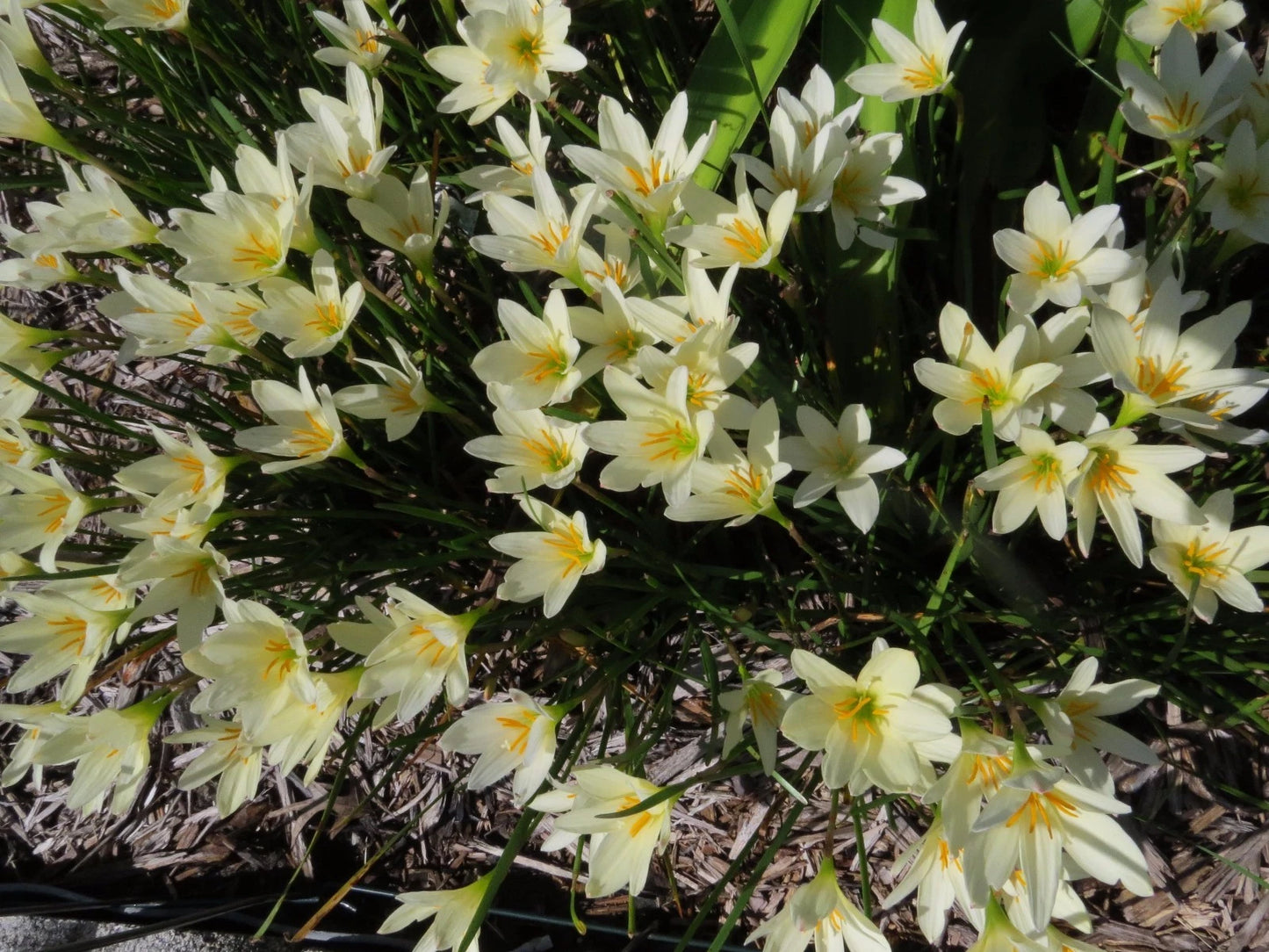 Zephyranthes Aquarius Pink Rain Lily Bulb Seeds