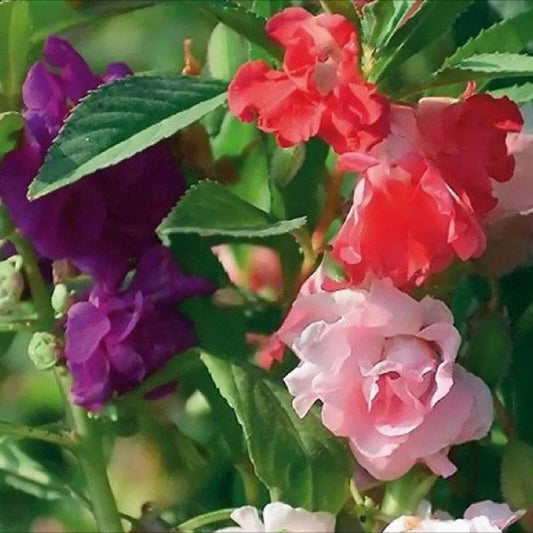 Garden Balsam Impatiens Balsamina – Annual Flower Seeds