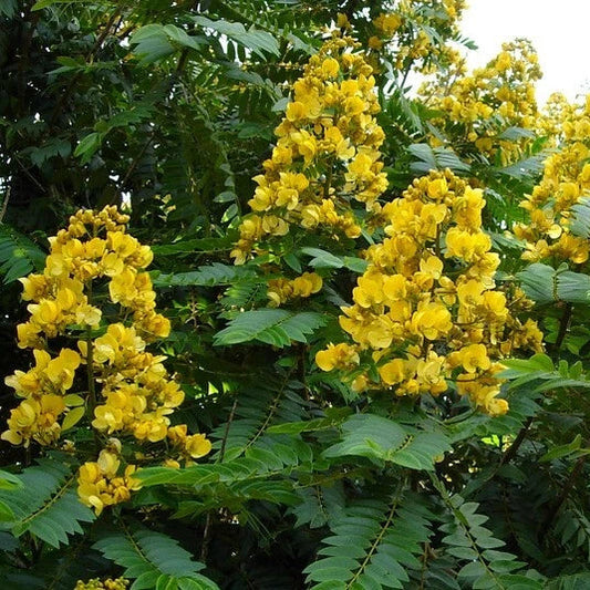 Senna Siamea – Flowering Shower Tree Seeds