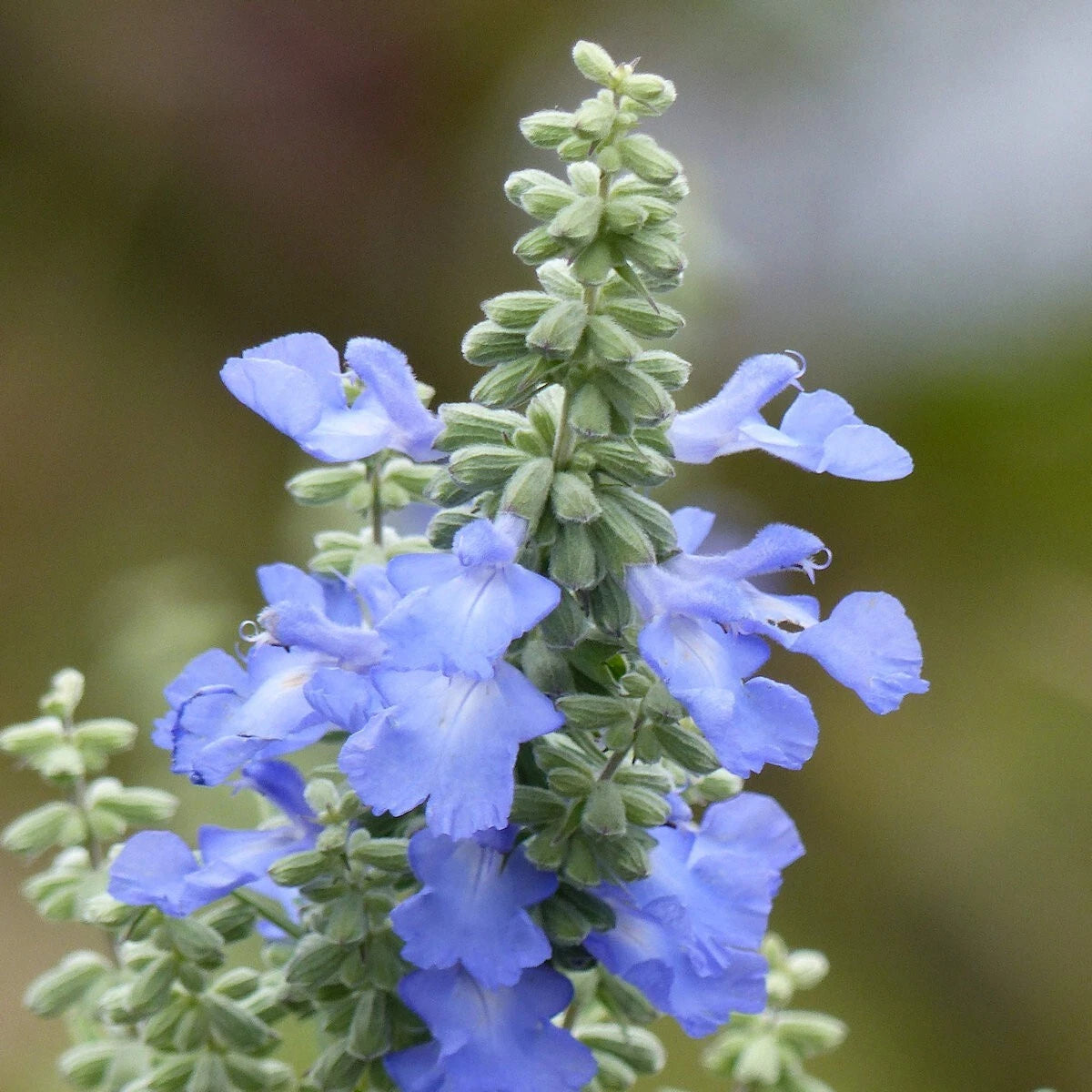 Azure Blue Sage – Hardy Wildflower Seeds