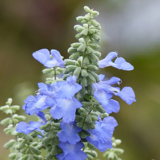 Azure Blue Sage – Hardy Wildflower Seeds
