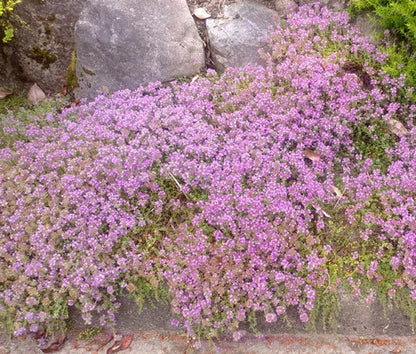 Creeping Thyme Dwarf Thymus Serpyllum Hardy Ground Cover Herb Seeds