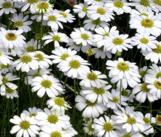 Brachycome White Brachycome Iberidifolia – Compact Garden Flower Seeds