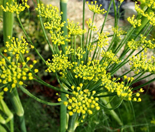 Fennel Florence Anise Foeniculum Vulgare – Culinary Herb Garden Seeds