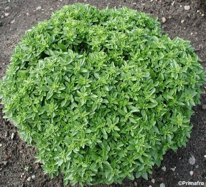 Dwarf Greek Basil – Dwarf Herb Seeds