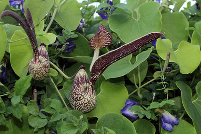 Aristolochia Ringens Seeds Gaping Dutchmans Pipe Vine Category eg, Flower Seeds