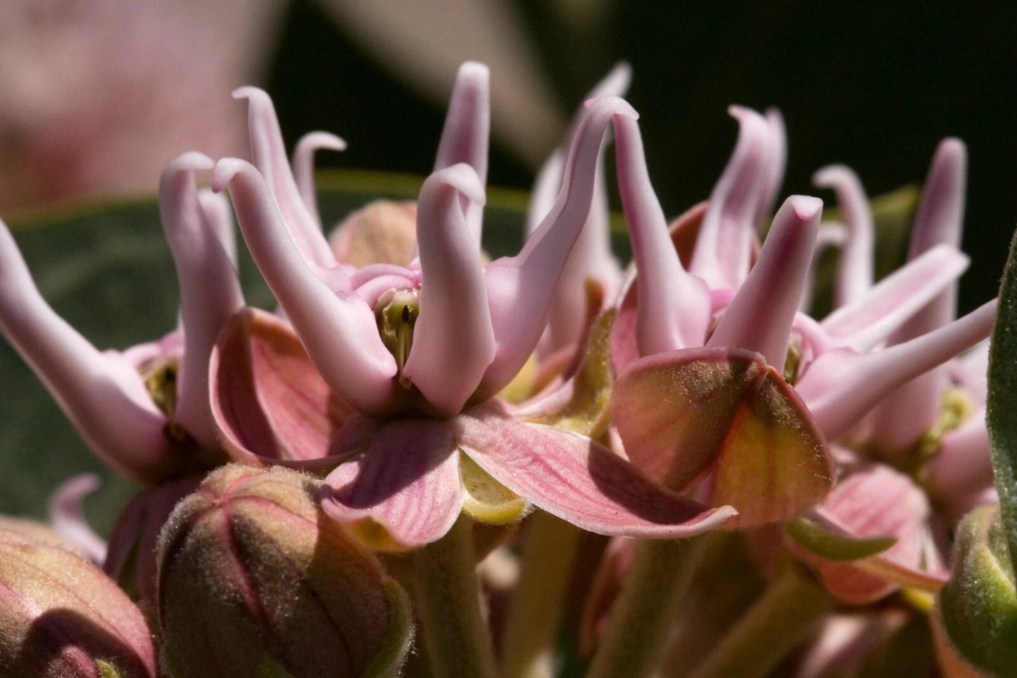 Showy Milkweed Asclepias Speciosa Perennial Flower Seeds
