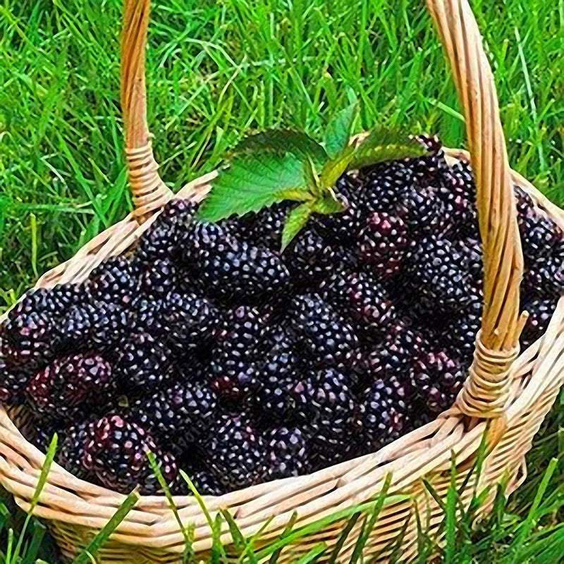 Black Mulberry Morus Nigra - Garden Fruit Seeds