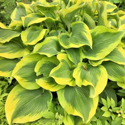 Atlantis Hosta Hosta Sieboldiana – Perennial Garden Flower Seeds