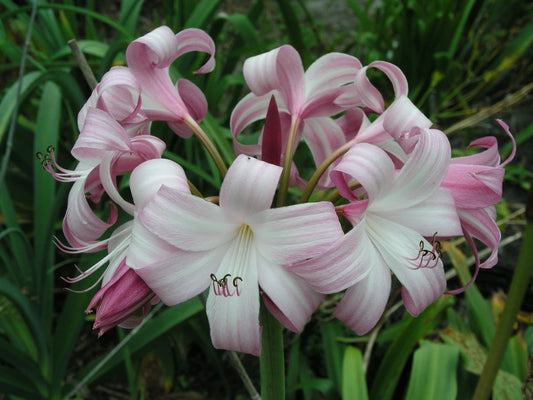 Crinum Lily Peachblow Improved Medium-size Bulb - Very - Flower Seeds