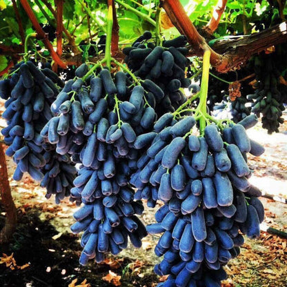 Finger Grape Seeds Hardy Fruit Tree Seeds