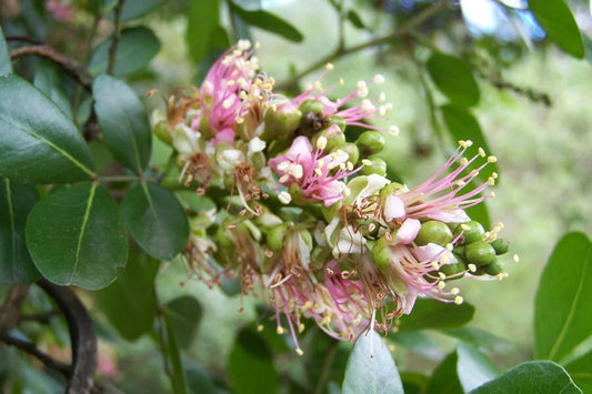 Schotia Latifolia Flowering African Tree Seeds Gorgeous Bush Boer Usa Garden – Hardy Fruit Tree Seeds