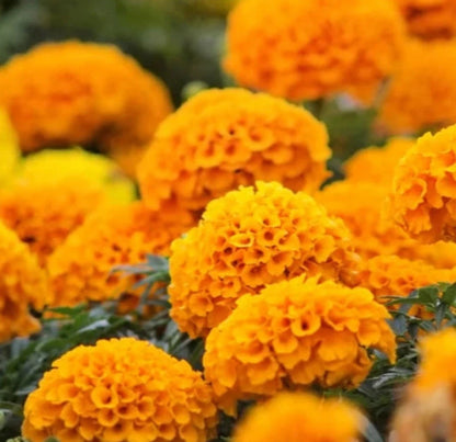 Crackerjack Marigold Mixed Orange Yellow – Colorful Garden Flower Seeds