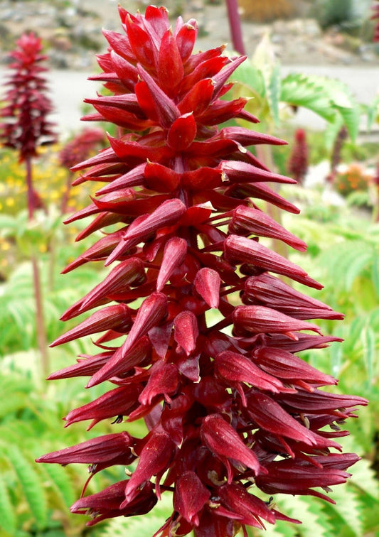 Melianthus Major Exotic Giant Honey Bush Shrub Seeds