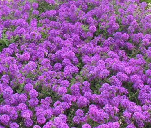 Moss Verbena Verbena Tenuisecta Perennial Flower Seeds