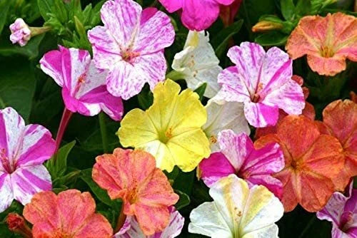 Four O'clock Flower Seeds Marvel Of Peru Exotic Garden Flowers Image
