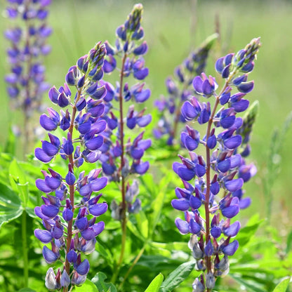 Wild Lupine – Hardy Wildflower Garden Seeds