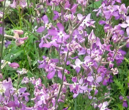 Night Scented Stock Matthiola Bicornis – Fragrant Garden Flower Seeds