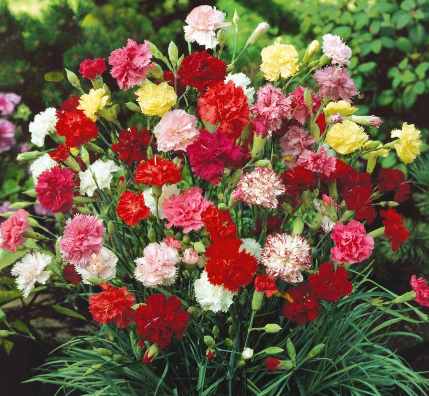 Dianthus Chabaud Mixed Carnation Double Bloom Flower Seeds