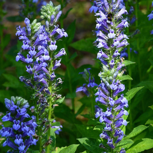 Great Blue Lobelia – Colorful Wildflower Seeds