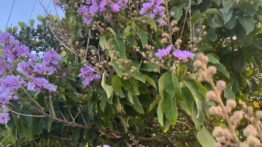 Lagerstroemia Speciosa Flos Reginae – Flower Seeds
