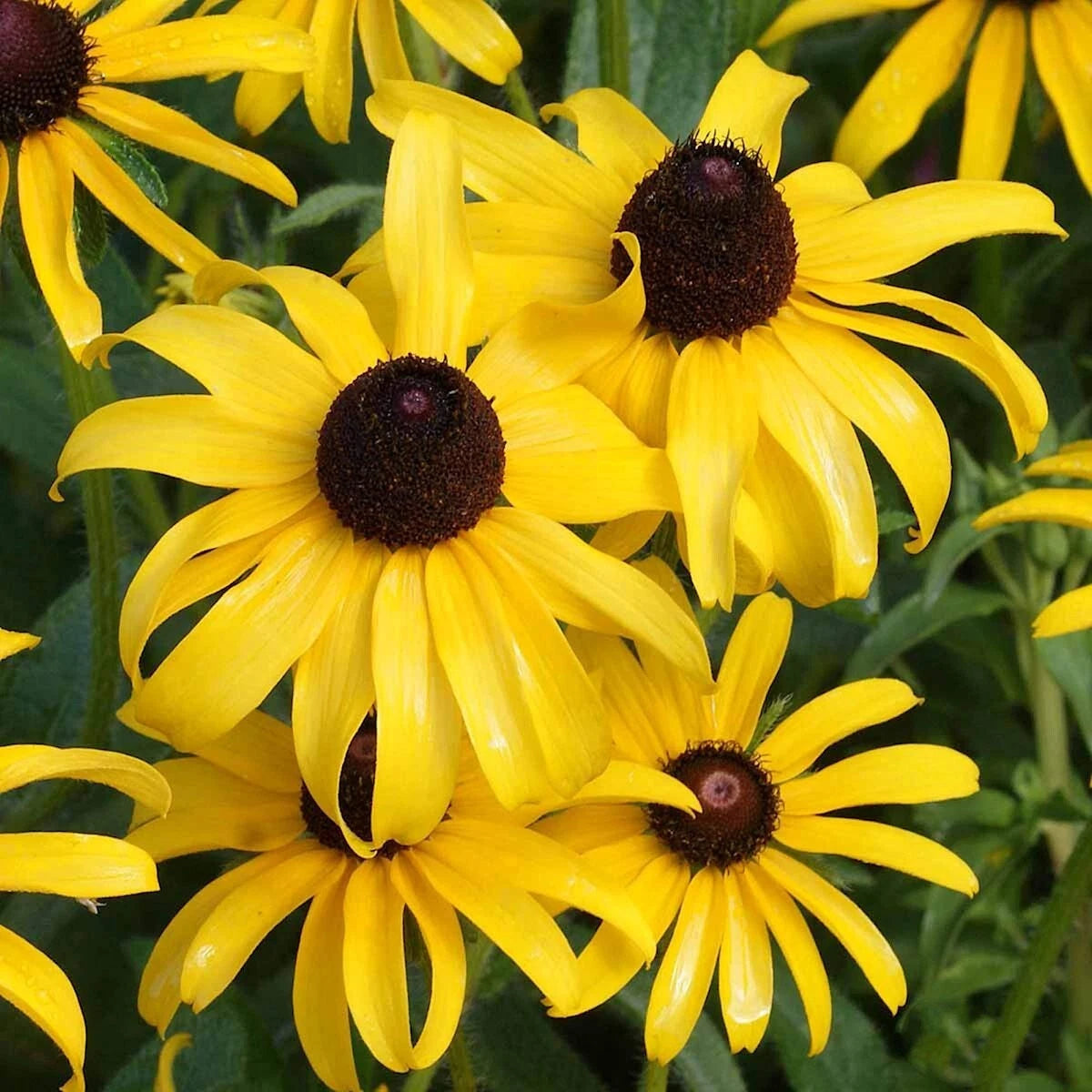 Black Eyed Susan Rudbeckia Colorful Perennial Wildflower Seeds