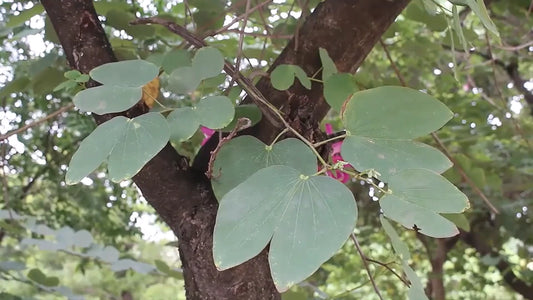 Bauhinia Purpurea – Pink Purple Orchid Flowering Tree Seeds