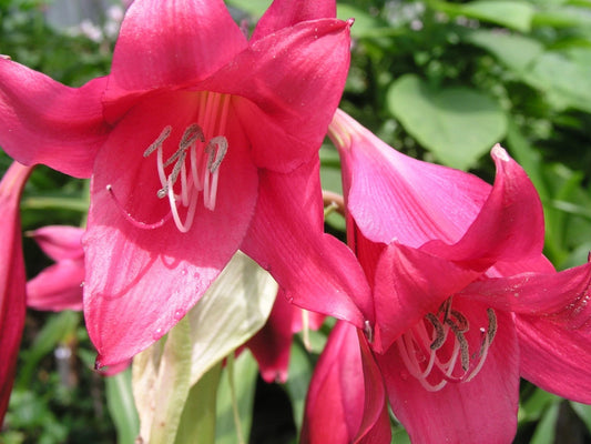 Crinum Lily Antares Medium-size Bulb - New Exclusive Listing - Flower