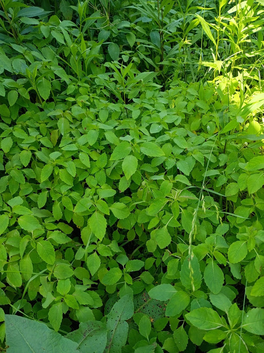 Jewelweed Impatiens Capensis Touch Me Not Flower Seeds