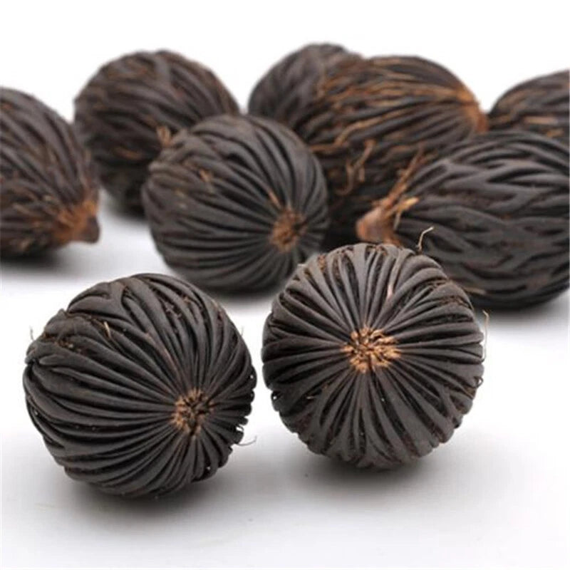 Foxtail Palm Wodyetia Bifurcata Ornamental Tropical Tree Seeds