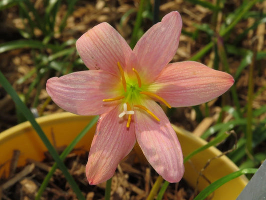 Zephyranthes Pink Diamond Rain Lily Flowering Bulb Seeds