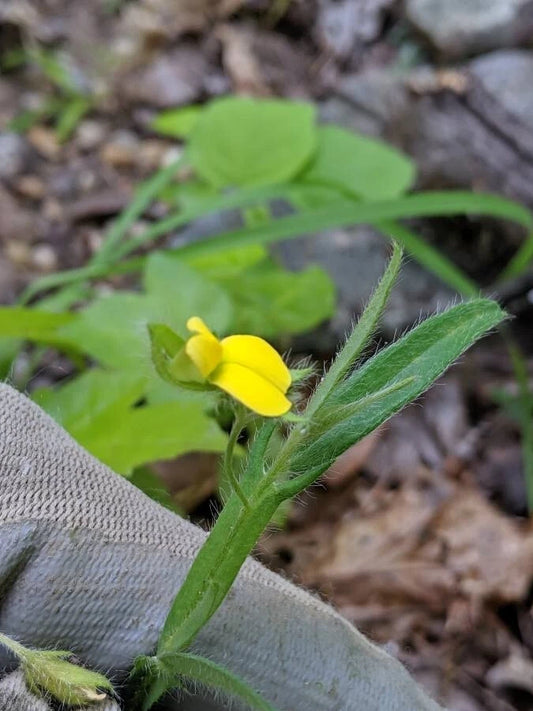 Rattlebox Crotalaria Sagittalis – Colorful Garden Flower Seeds