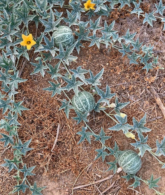 Rare Coyote Melon Seeds - Bright Striped Melon - Fruit Not Edible