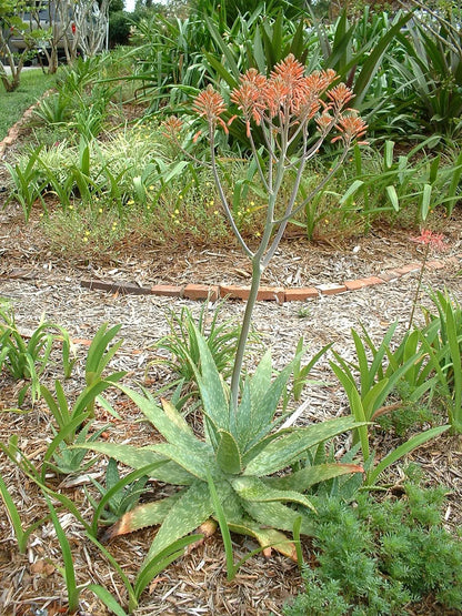 Aloe Saponaria Repeat – Hardy Flower Seeds
