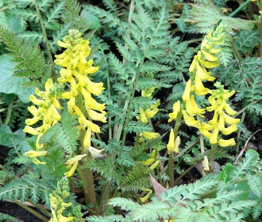 Corydalis Cheilanthifolia Hardy Ferny Flower Seeds