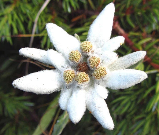 Edelweiss Leontopodium Alpinum Hardy Alpine Flower Seeds